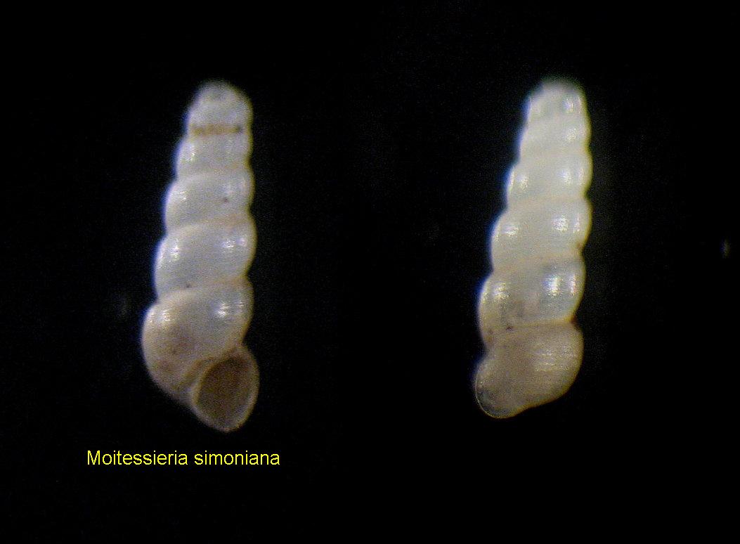 Moitessieria simoniana (De Charpentier, 1848)